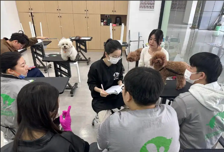 抚顺市宠物剪毛宠物美容培训学校 - 排名